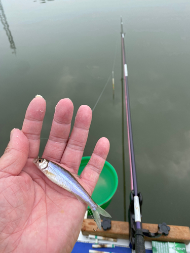 ホンモロコの釣果