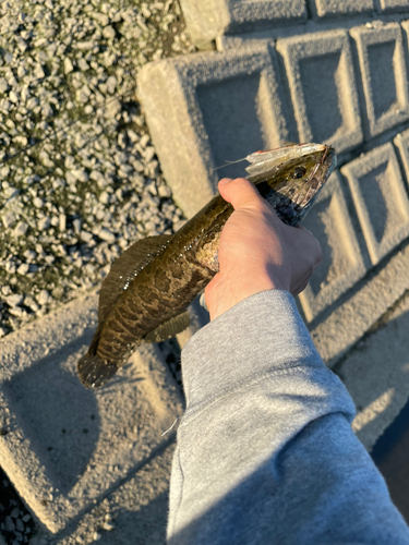 ライギョの釣果