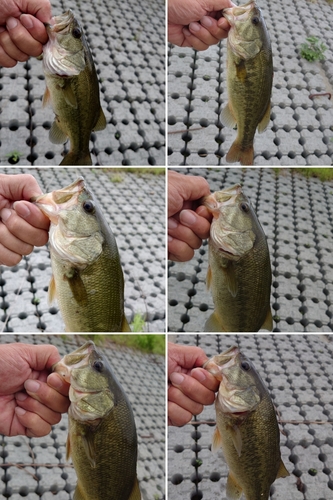 ブラックバスの釣果