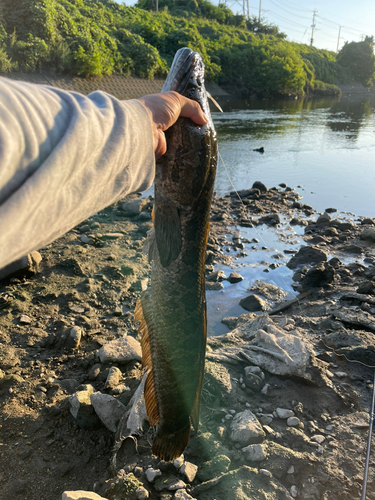 ライギョの釣果