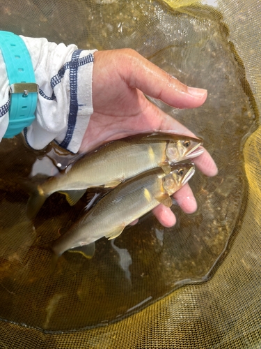 アユの釣果