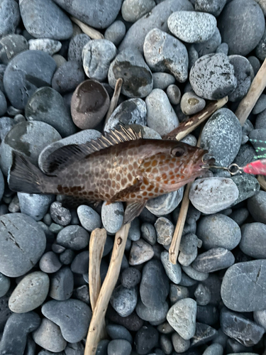 オオモンハタの釣果