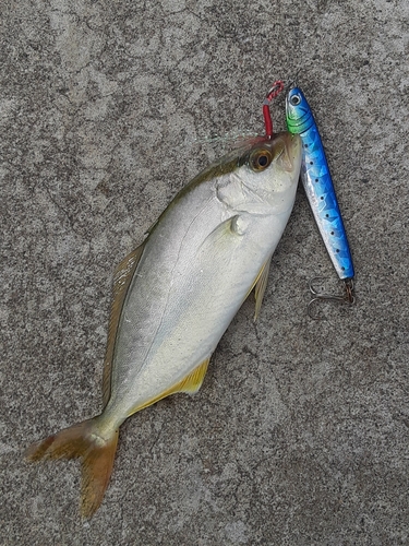 カンパチの釣果