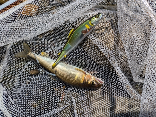 アユの釣果