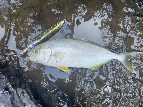 ショゴの釣果