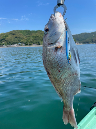 タイの釣果