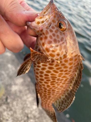 オオモンハタの釣果