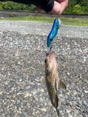 オオモンハタの釣果