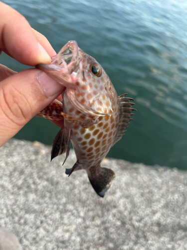 オオモンハタの釣果