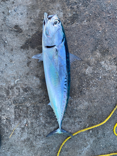 ソウダガツオの釣果