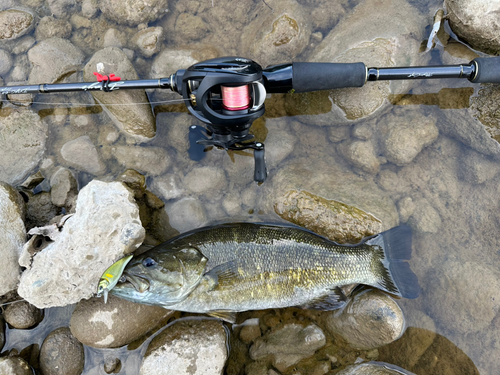 スモールマウスバスの釣果