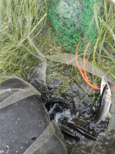 アユの釣果