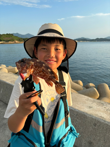 アラカブの釣果