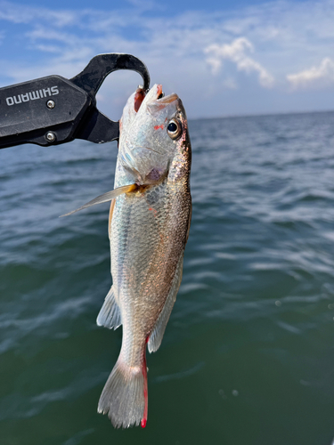 イシモチの釣果