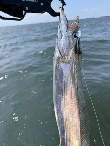 タチウオの釣果