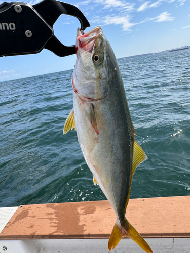 ワカシの釣果