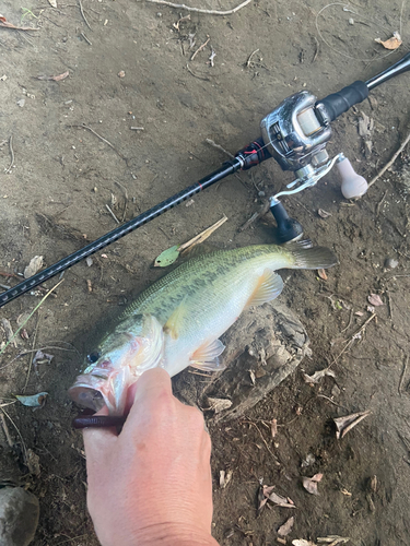 ラージマウスバスの釣果