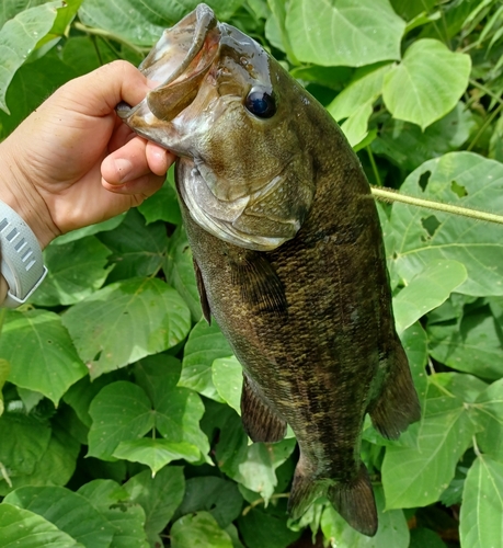 スモールマウスバスの釣果