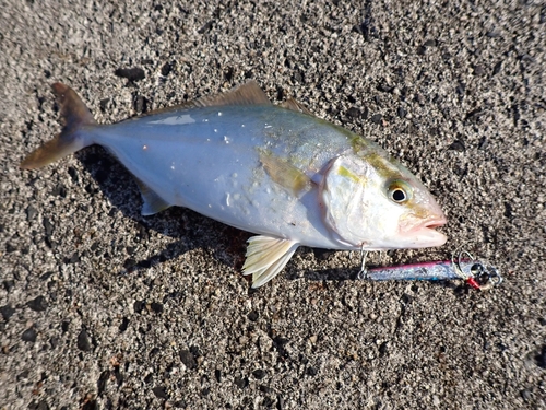 シオの釣果