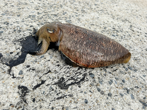 コウイカの釣果