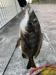 チヌの釣果