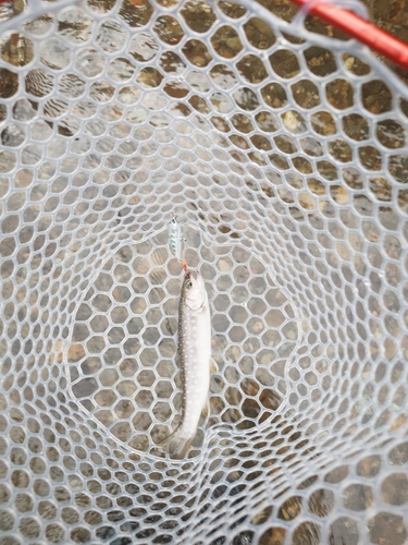 イワナの釣果