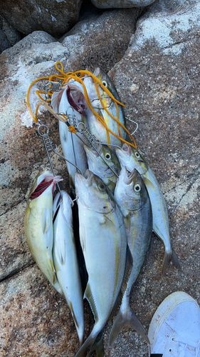 ショゴの釣果