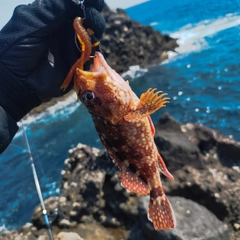 ガシラの釣果