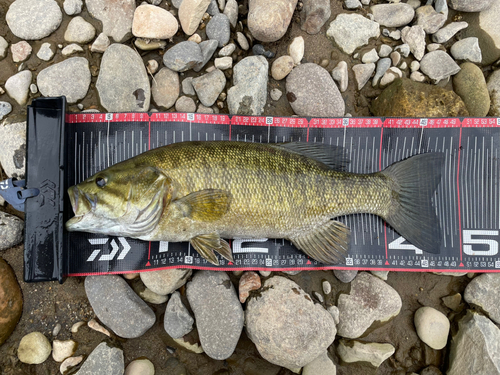 スモールマウスバスの釣果