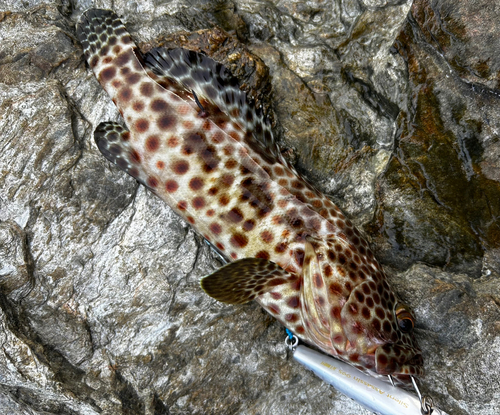 イシミーバイの釣果