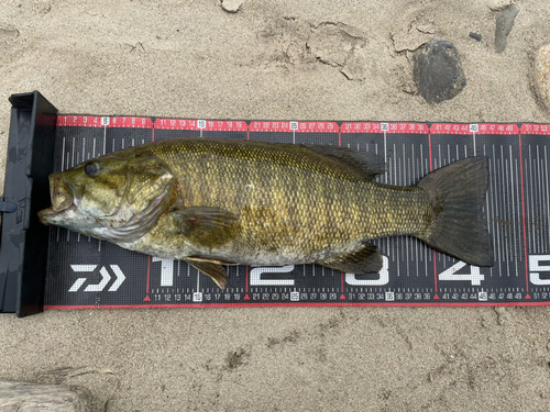 スモールマウスバスの釣果