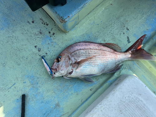 マダイの釣果