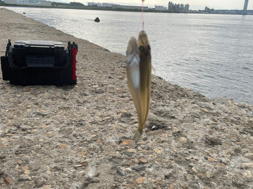 キスの釣果