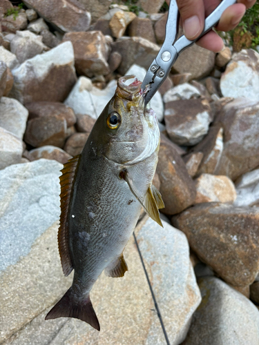 イサキの釣果