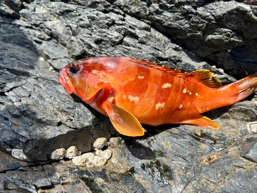 アカハタの釣果