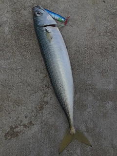 マサバの釣果