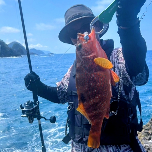 アコウの釣果