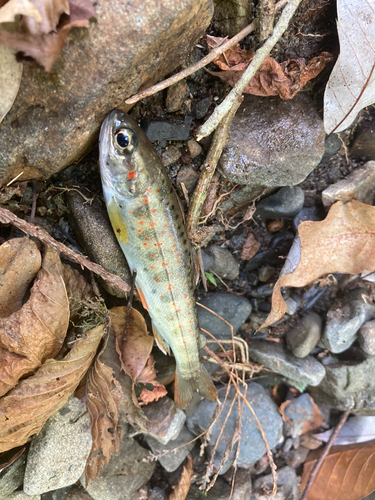 アマゴの釣果