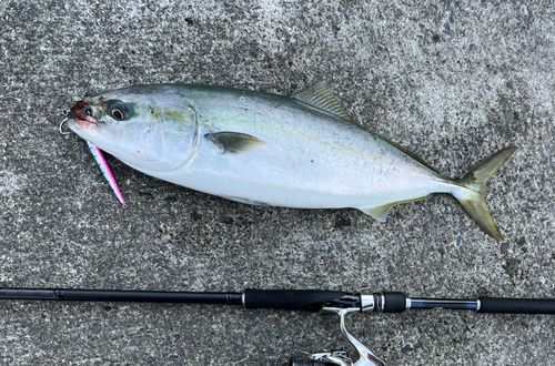 イナダの釣果