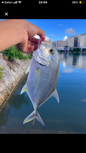 メッキの釣果