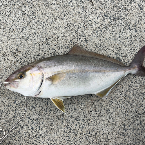 ショゴの釣果