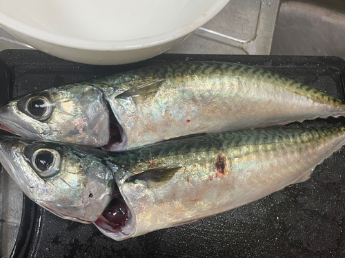 サバの釣果