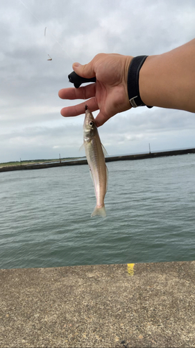 シロギスの釣果