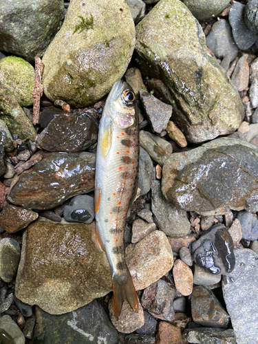 アマゴの釣果