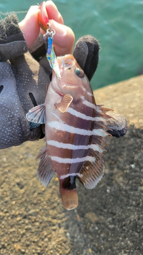 マハタの釣果