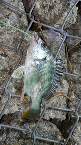 キビレの釣果