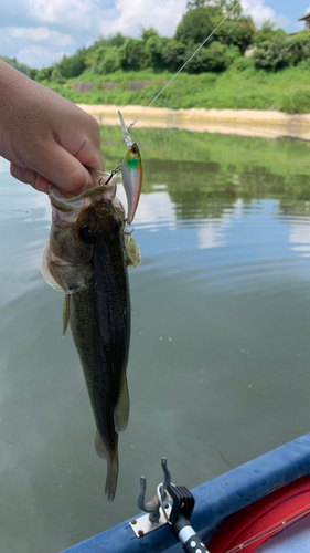 ブラックバスの釣果