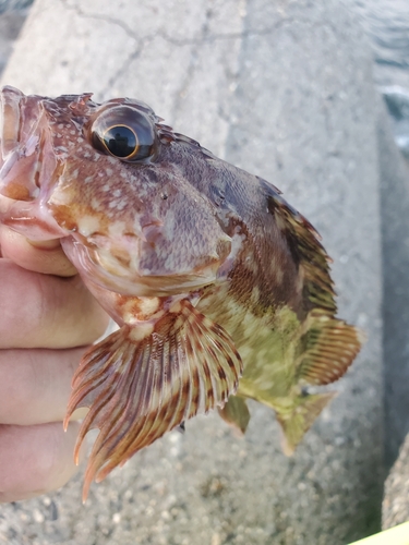 ガシラの釣果