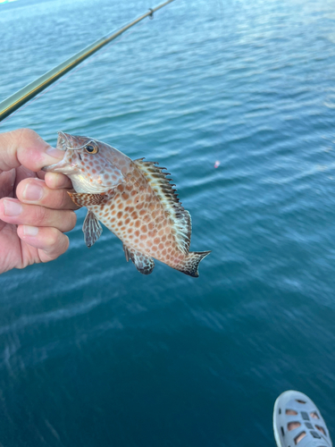 オオモンハタの釣果