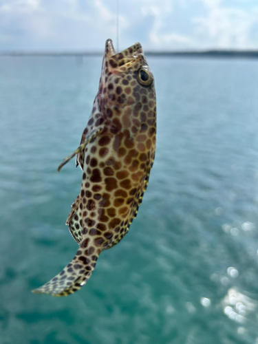 釣果